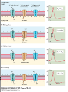 The generation of an action potential (AP)  \n involves the temporal opening and closing  \n of several channels within the cell  \n membrane.  \n Alteration of these ion channels by the  \n administration of toxins can change the  \n AP's shape in a specific way, which can be  \n a valuable tool for toxin classification and  \n the measurement of drug effects based on  \n their mechanism of action.

\
ABSOLUTE Refractory periods- the period when the sodium channels are open/inactivated \n  A second stimulus will not produce a second action potential (no matter how strong that stimulus is) \n RELATIVE Refractory periods- the period when the potassium channels are open \n Another action potential can be produced, but only if the stimulus is greater than the threshold stimulus
