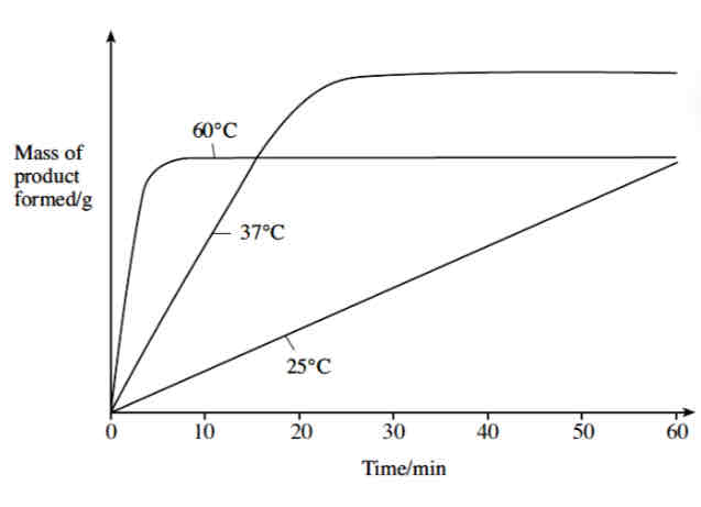 <p>At <strong>25 oC</strong> kinetic energy is low.</p><p>The enzyme and the substrate molecules collide less often. Fewer successful enzyme-substrate complexes form.</p><p>The product is produced slowly. Enzyme activity is low.</p>