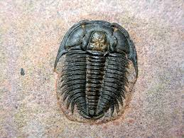 <p>Identify the phylum and subphylum of this animal (hint: these are extinct, so the only specimens we have of them in lab are fossilized)</p>