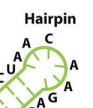 <p>A tight loop at the end of a paired region — common in RNA.</p>