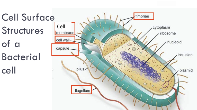<p>Flagellum?</p>