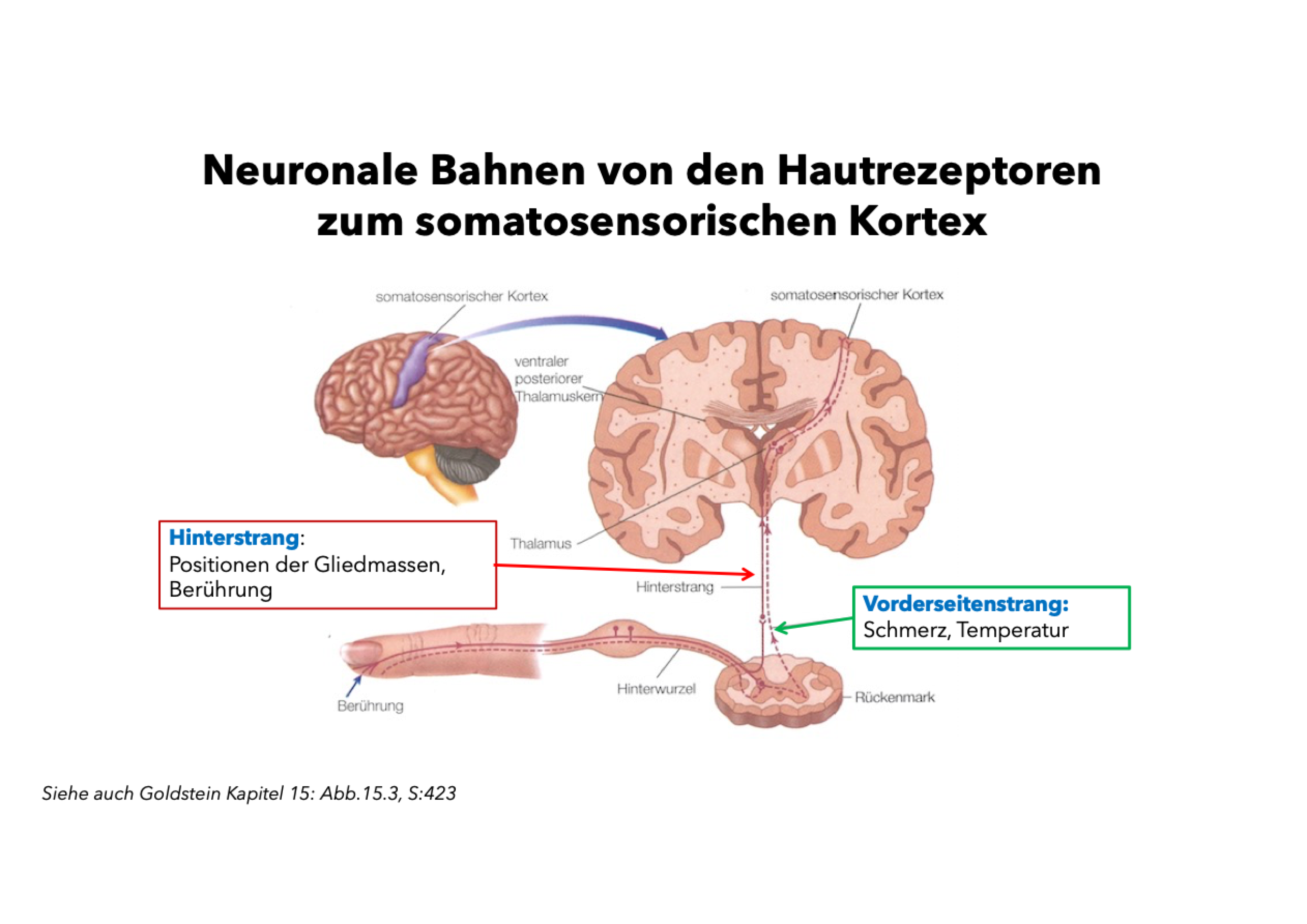 <p class=""><strong>Kurzfassung:</strong><br>Hautsinne werden über zwei getrennte Bahnen verarbeitet: Der <strong>Hinterstrang</strong> leitet <strong>Berührung und Propriozeption</strong>, der <strong>Vorderseitenstrang</strong> <strong>Schmerz und Temperatur</strong>. Beide Bahnen kreuzen im Rückenmark die Seite und enden im <strong>somatosensorischen Kortex</strong> nach Umschaltung im <strong>Thalamus</strong>.</p><p class=""></p><p class=""><strong>Langfassung:</strong></p><ul><li><p class=""><strong>Verteilung der Rezeptoren:</strong></p><ul><li><p class="">Hautrezeptoren sind <strong>über den ganzen Körper verteilt</strong> (anders als z. B. Retina oder Cochlea).</p></li><li><p class="">Reize aus z. B. Fingern oder Füßen müssen <strong>weite Wege zum Gehirn zurücklegen</strong>.</p></li></ul></li></ul><p class=""></p><ul><li><p class=""><strong>Signalweiterleitung über das Rückenmark:</strong></p><ul><li><p class=""><strong>31 Rückenmarkssegmente</strong> organisieren den Eingang über die <strong>Hinterwurzel</strong>.</p></li><li><p class="">Zwei getrennte Bahnsysteme führen ins Gehirn:</p><ul><li><p class=""><strong>Hinterstrang / Lemniscus medialis</strong></p><ul><li><p class=""><strong>Dicke, myelinisierte Fasern</strong></p></li><li><p class="">Schnelle Weiterleitung von <strong>Berührung</strong> und <strong>Propriozeption</strong></p></li></ul></li><li><p class=""><strong>Vorderseitenstrang / Tractus spinothalamicus</strong></p><ul><li><p class=""><strong>Dünnere Fasern</strong></p></li><li><p class="">Langsamere Weiterleitung von <strong>Schmerz</strong> und <strong>Temperatur</strong></p></li></ul></li></ul></li></ul></li></ul><p class=""></p><ul><li><p class=""><strong>Klinisches Beispiel (I.W.):</strong></p><ul><li><p class="">Verlust von <strong>Berührung</strong> und <strong>Lageempfinden</strong>, aber erhaltene <strong>Schmerz- und Temperaturempfindung</strong> → selektive Schädigung des <strong>Hinterstrangs</strong>.</p></li></ul></li></ul><p class=""></p><ul><li><p class=""><strong>Weiterverarbeitung im Gehirn:</strong></p><ul><li><p class="">Beide Bahnen <strong>kreuzen zur Gegenseite</strong> und erreichen den <strong>Thalamus</strong>, genauer den <strong>ventrolateralen Kern</strong>.</p></li><li><p class="">Von dort aus Projektion in den <strong>somatosensorischen Kortex (S1)</strong>.</p></li><li><p class="">Vergleich: CGL für visuelle Reize, CGM für auditive Reize.</p></li></ul></li></ul><p class=""></p><ul><li><p class=""><strong>Beteiligung mehrerer Hirnareale:</strong></p><ul><li><p class="">Studien (z. B. Bushnell et al., 2013) zeigen: <strong>komplexe, verteilte Verarbeitung</strong> auch über S1 hinaus.</p></li></ul></li></ul><p></p>