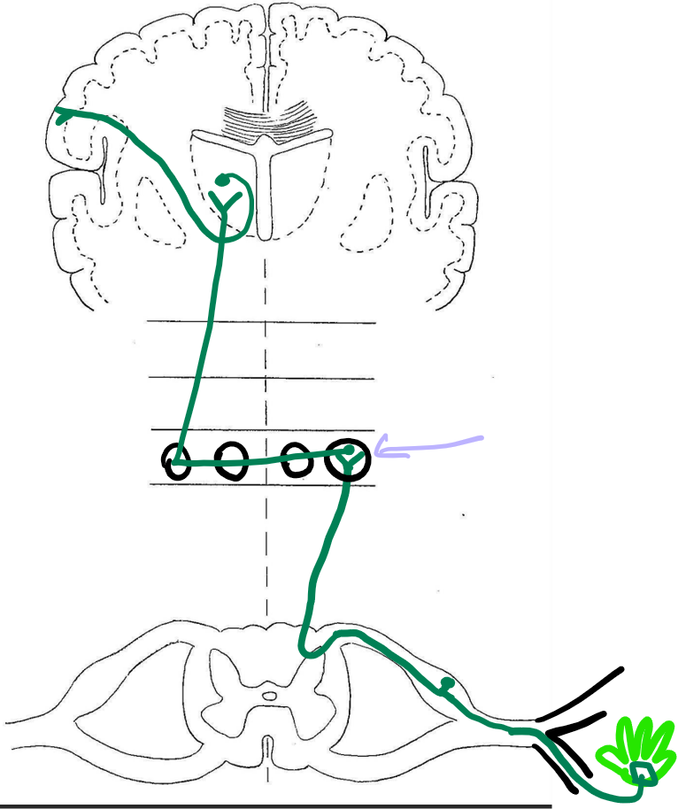 <p>tubercles</p>