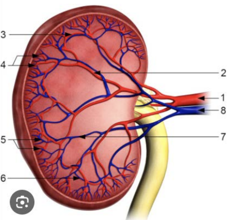 <ol><li><p>Renal artery </p></li><li><p>Interlobar arteries </p></li><li><p>Arcuate arteries </p></li><li><p>Interlobular arteries </p></li><li><p>Interlobular veins </p></li><li><p>Arcuate veins </p></li><li><p>Interlobar veins </p></li><li><p>Renal vein </p></li></ol><p></p>