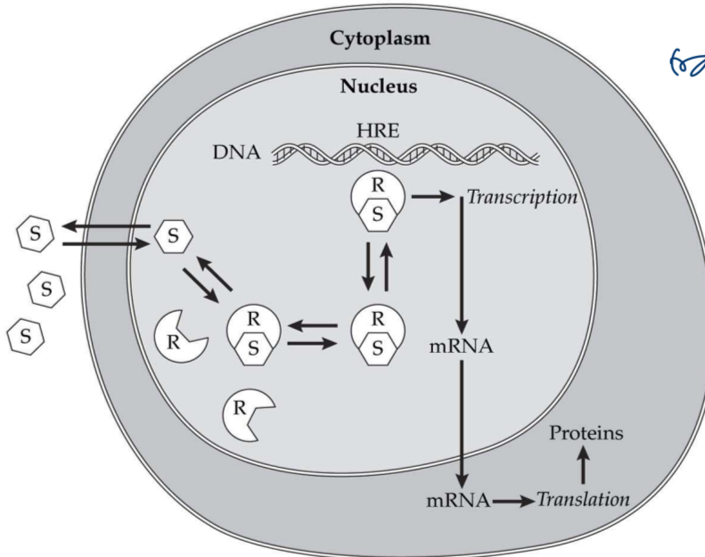 <p>-intracellular steroid receptors</p><p>-located where ligand/receptor complex binds to promoter region to regulate gene expression in DNA</p>
