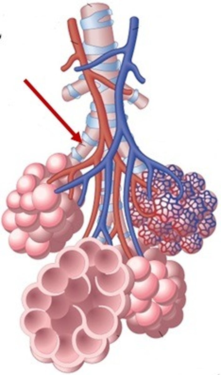 <p>Smallest of Bronchi</p><p>Flat</p><p>Made of simple squamous epithelium.</p><p>Walls entirely made of alveoli.</p><p>Lead to terminal clusters called alveolar sacs.</p>