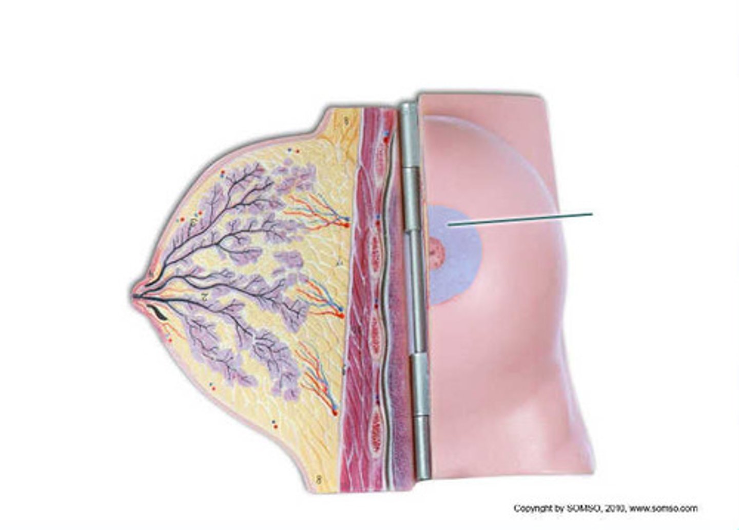 <p>areola</p>