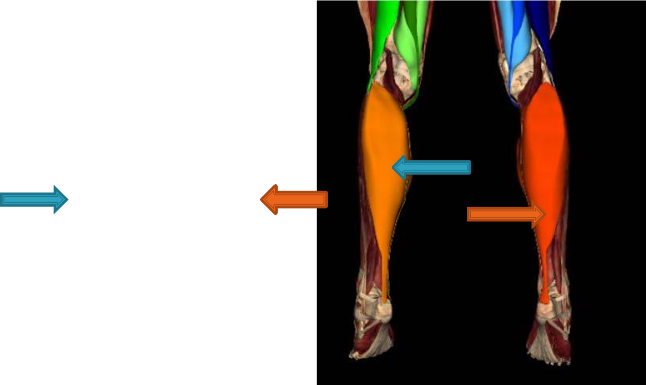 <p><u>deep to gastrocnemius;</u> is “workhouse” of plantarflexion</p><p><strong>origin:</strong> head of fibula and medial border of tibia</p><p><strong>insertion:</strong> posterior surface of calcaneus via Achilles tendon</p><p><strong>innervation:</strong> tibial nerve (S1-S2)</p><p><strong>action:</strong> plantarflexes ankle</p>