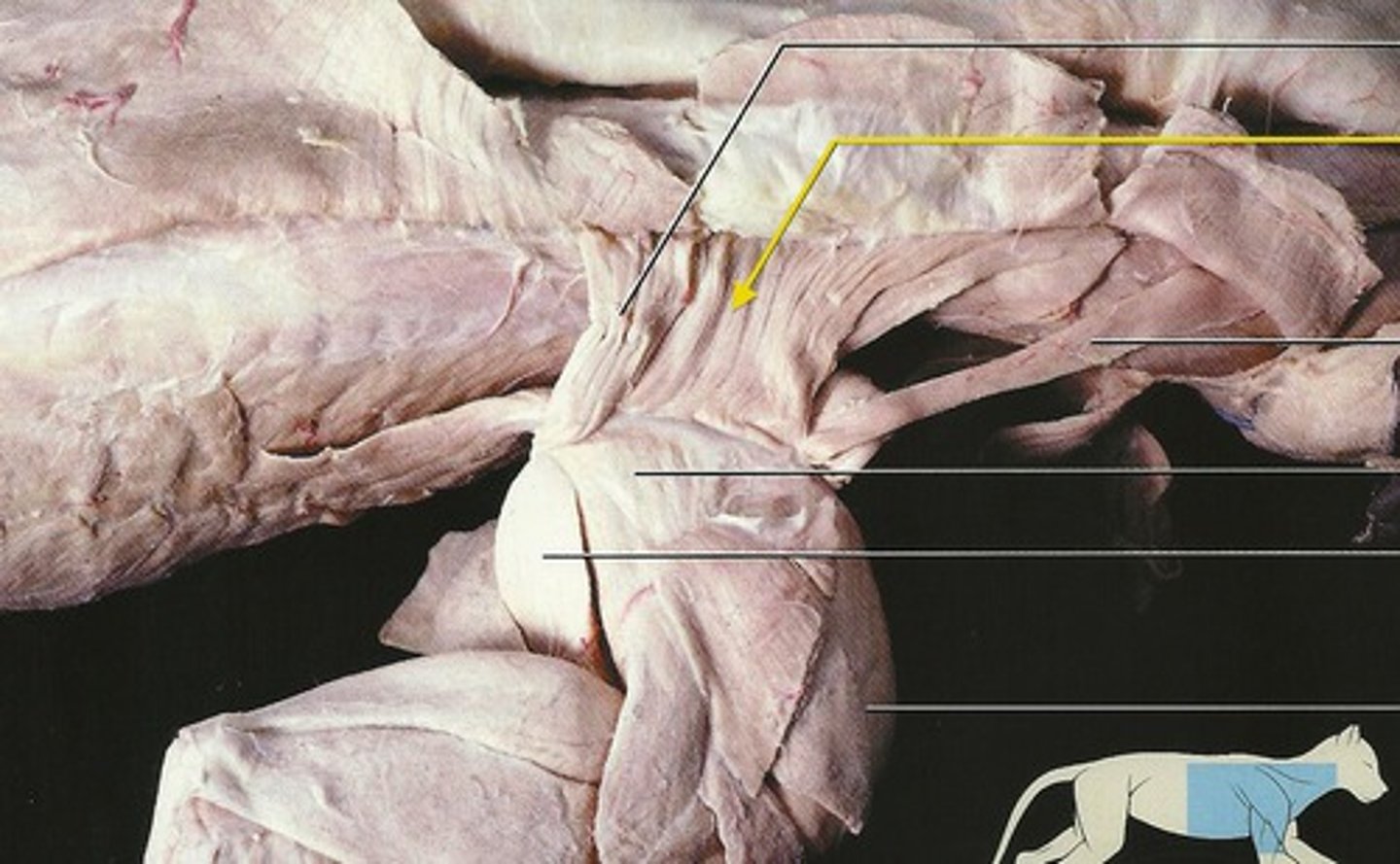<p>What muscle is this?</p><p>Origin?</p><p>Insertion?</p><p>Function?</p><p>Innervation?</p><p>What larger muscle is this part of?</p>