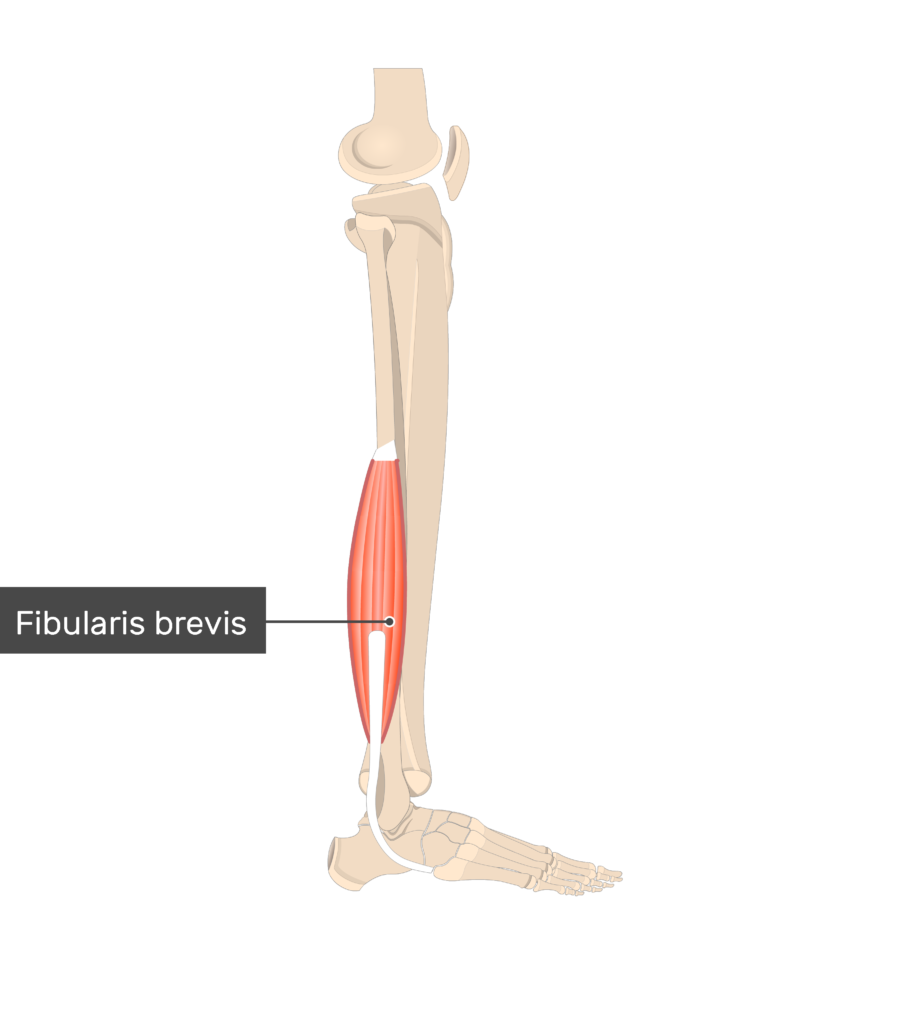 <p>Ankle, Foot, &amp; Toes Muscle Location:</p>