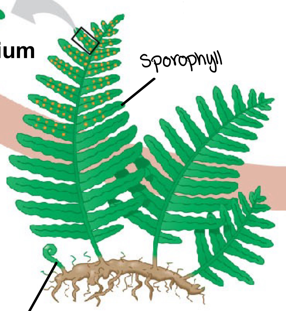 <p>Leaves the form sporangia</p>