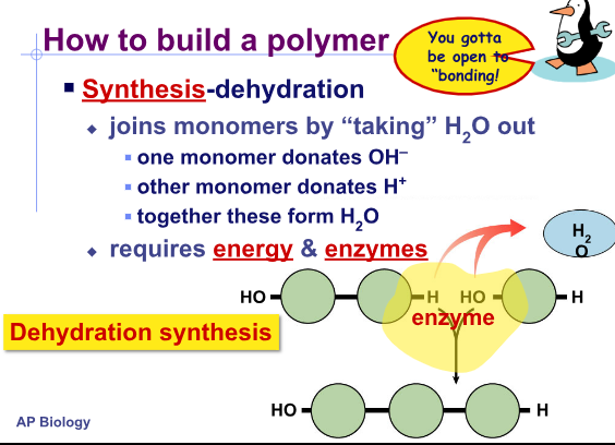 <p>Usin<strong>g dehydration synthesis</strong> - you join monomers by “taking H2O out”</p><ul><li><p>This requires energy and enzymes, takes out the water</p></li><li><p><strong>adds energy, removes the water</strong></p></li></ul>