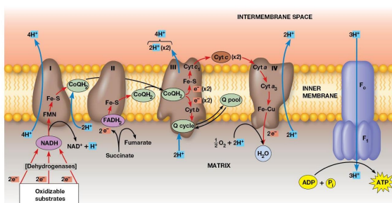 <ul><li><p>2 cytochromes are prominent components</p></li><li><p>Accepts electrons from CoQ and transfers them to cytochrome C</p></li><li><p>2 Electrons transferred, 4 protons are pumped across the membrane.&nbsp;</p></li></ul><p></p>