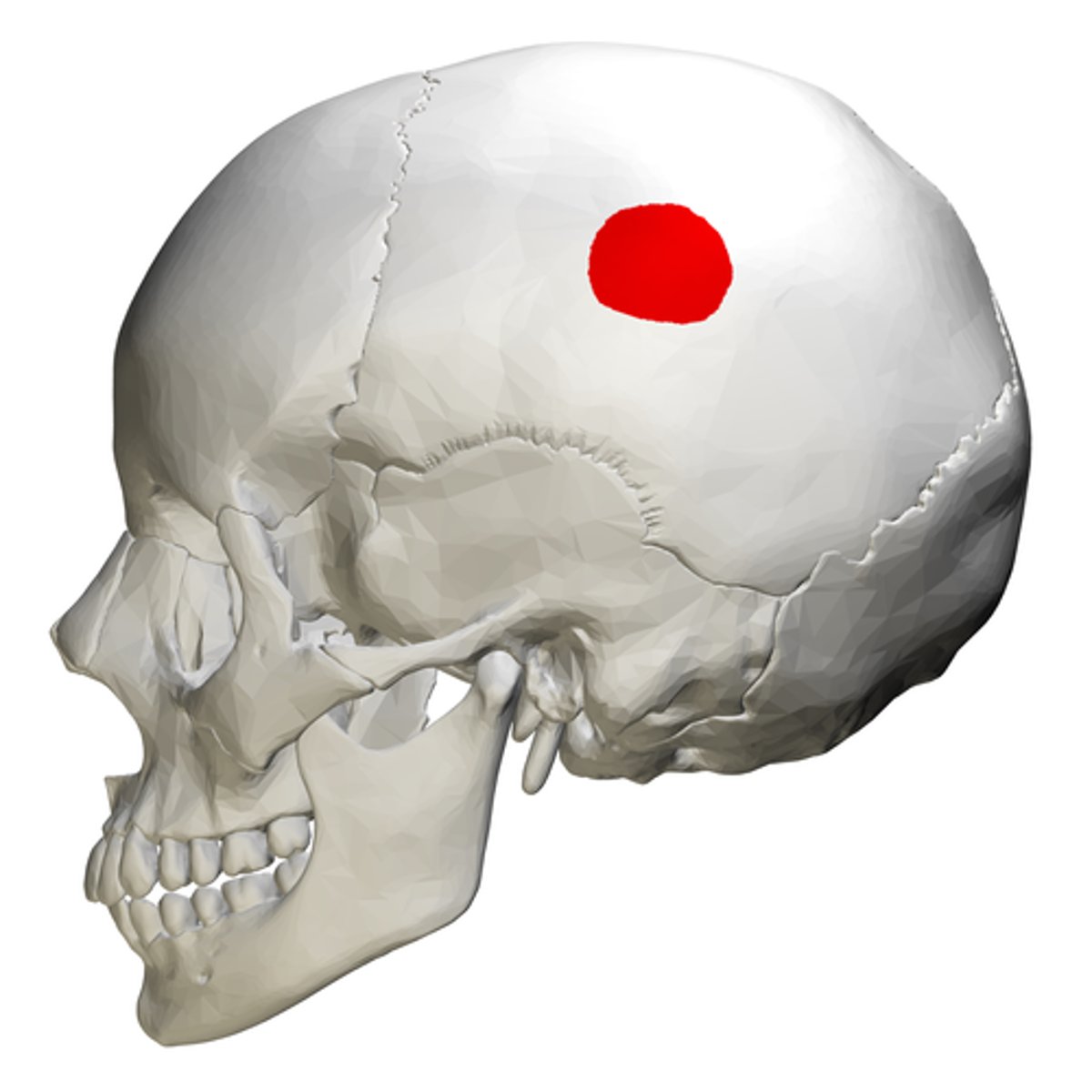 <p>large eminence marking original center of ossification</p>