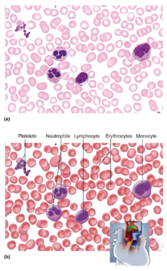 <p>Erythrocytes appear as pale pink discs with light centers and no nuclei; leukocytes are slightly larger, are much fewer, and have variously shaped nuclei, usually stained violet; platelets are cell fragments with no nuclei, much smaller than erythrocytes</p>