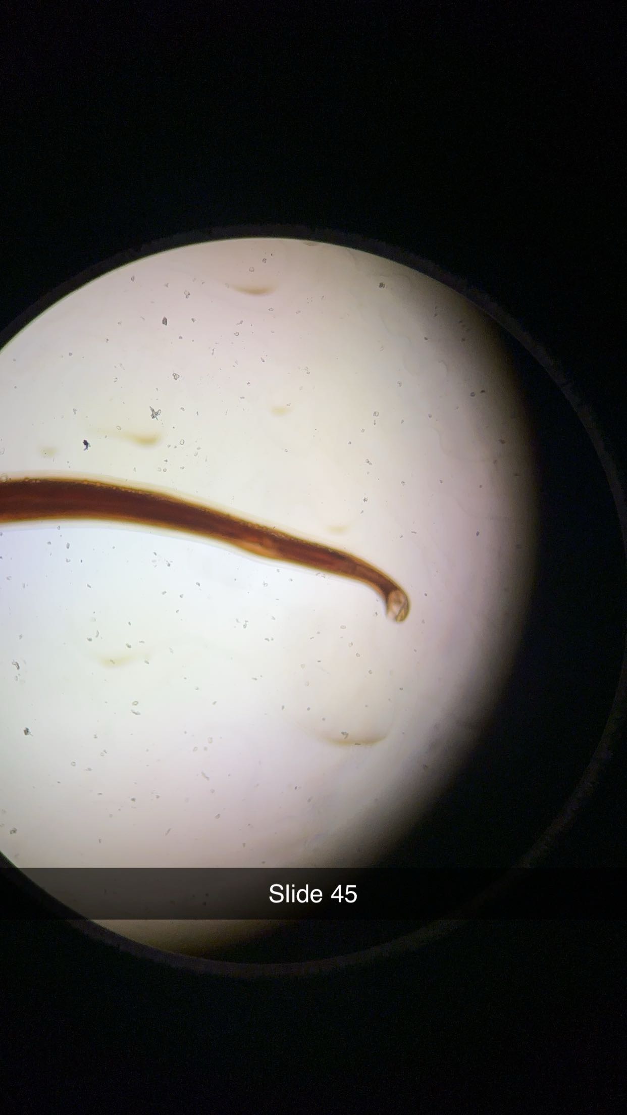 <p>genus phylum </p>