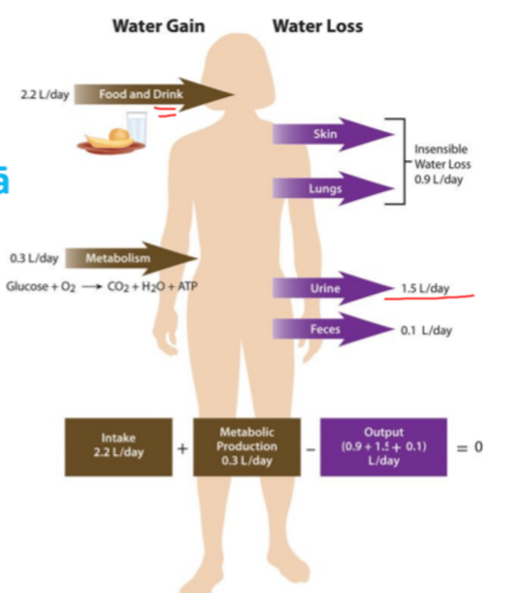 <p>1. šķidruma uzņemšana, ko regulē faktori, kas nosaka slāpes</p><p>2. ūdens izvadīšana caur nierēm, ko kontrolē vairāki faktori, kas ietekmē glomerulāro filtrāciju un tubulāro reabsorbciju.</p>
