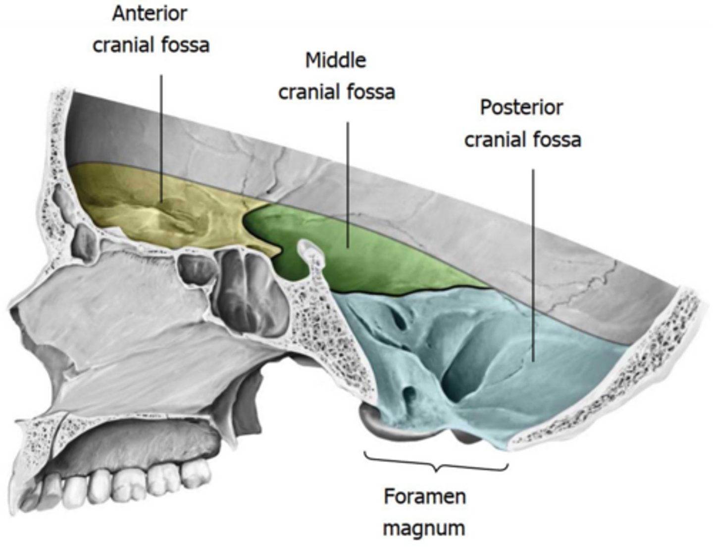 <p>The middle cranial fossa contains the temporal lobes, cavernous sinus, internal carotid artery, and pituitary gland.</p>