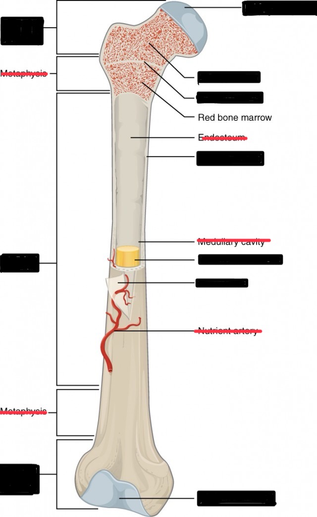 <p>Describe the parts of a long bone (femur or humerus)</p><ul><li><p>Diaphysis</p></li><li><p>Distal and proximal epiphysis </p></li><li><p>articulate cartilage&nbsp;</p></li><li><p>periosteum</p></li><li><p>compact bone</p></li><li><p>spongy bone</p></li><li><p>marrow cavity</p></li><li><p>epiphyseal line plate&nbsp;</p></li></ul><p></p>