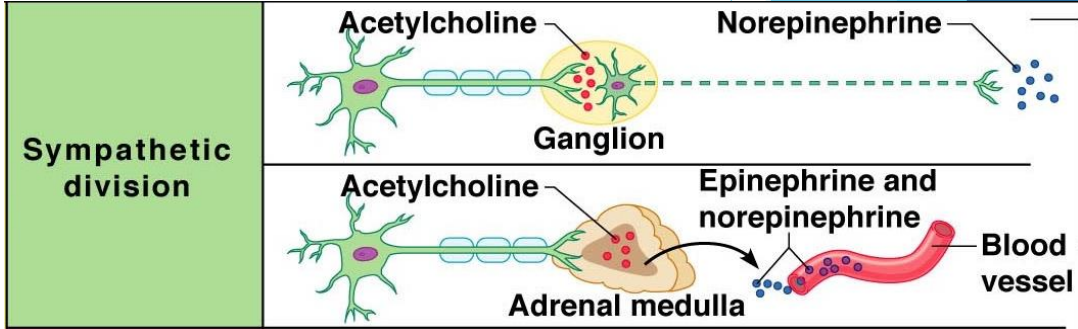 <p>Short pre-ganglionic neuron and long post-ganglionic neuron</p>