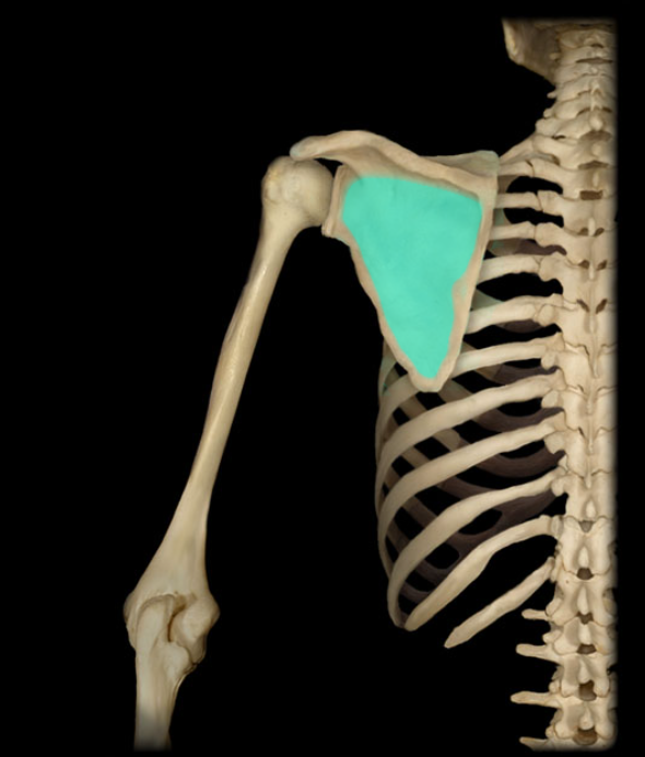 <p>Depression inferior to scapular spine, provides attachment for muscle</p>