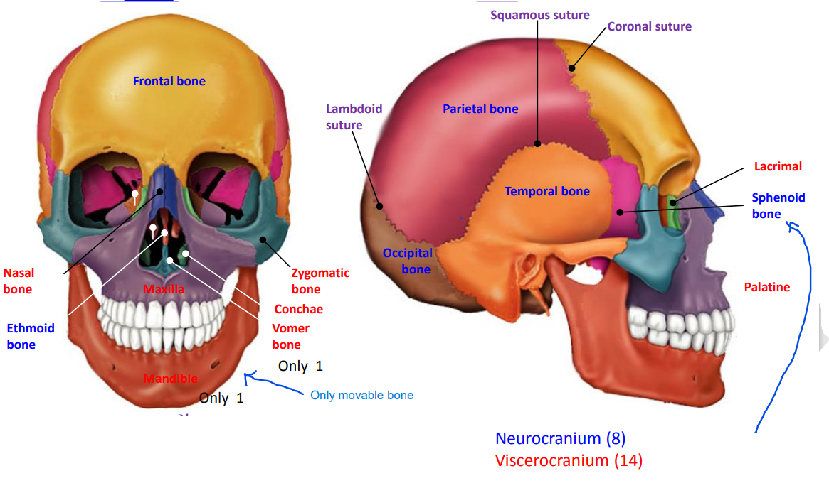 <p>The neurocranium is made up of 8 bones: the frontal bone, parietal bones (2), temporal bones (2), occipital bone, sphenoid bone, and ethmoid bone.</p>