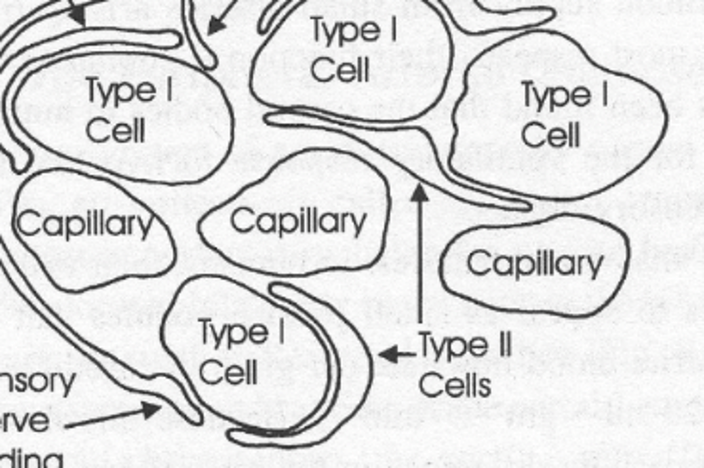 <p>Detect ↓PaO₂, ↑CO₂, ↑H⁺ and synapse with sensory endings</p><p>- projects via CSN branch of IX cranial nerve to NTS of medulla</p>