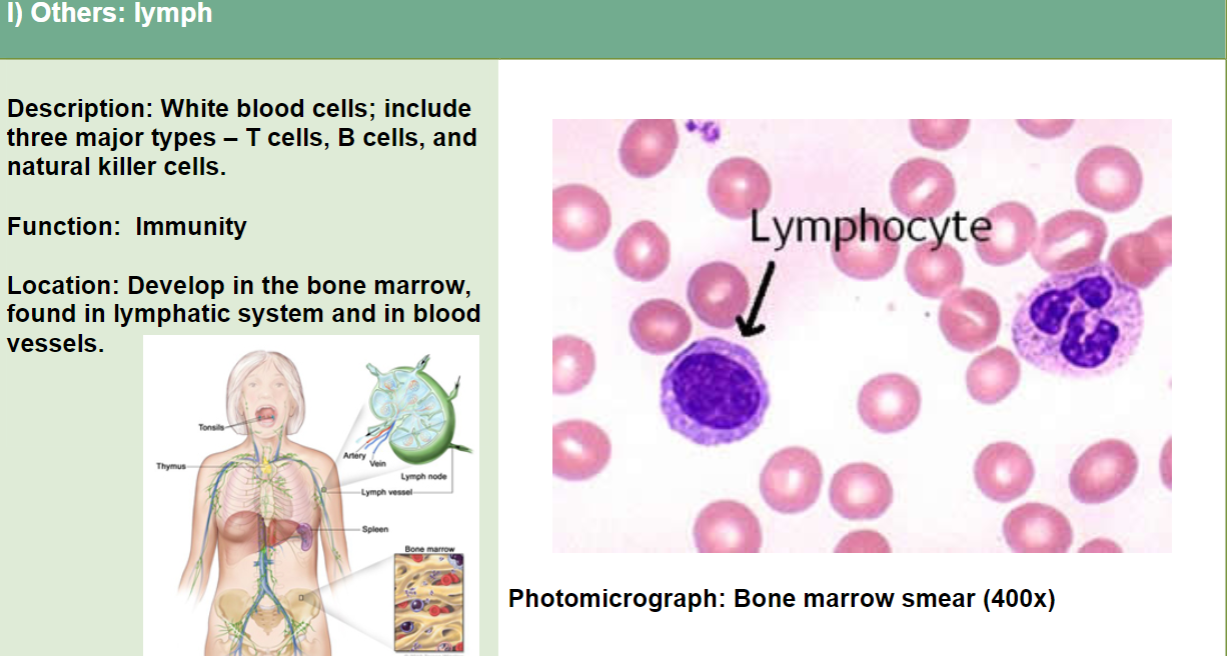 <p>I don’t get lymphs so study this!</p>