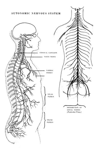 <p>the part of the peripheral nervous system that controls the glands and the muscles of the internal organs. It's sympathetic system arouses and parasympathetic calms.</p>