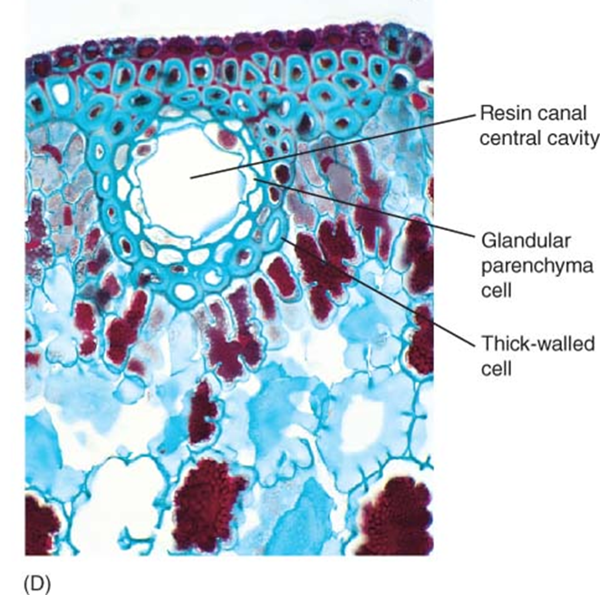 <ul><li><p>contain elevated amounts of endoplasmic reticulum</p></li><li><p>transport large amounts of sugar and minerals</p></li><li><p>located throughout plant</p></li><li><p>secretes:</p><ul><li><p>nectar</p></li><li><p>fragrances</p></li><li><p>mucilage</p></li><li><p>resins</p></li><li><p>oils</p></li></ul></li></ul><p></p>