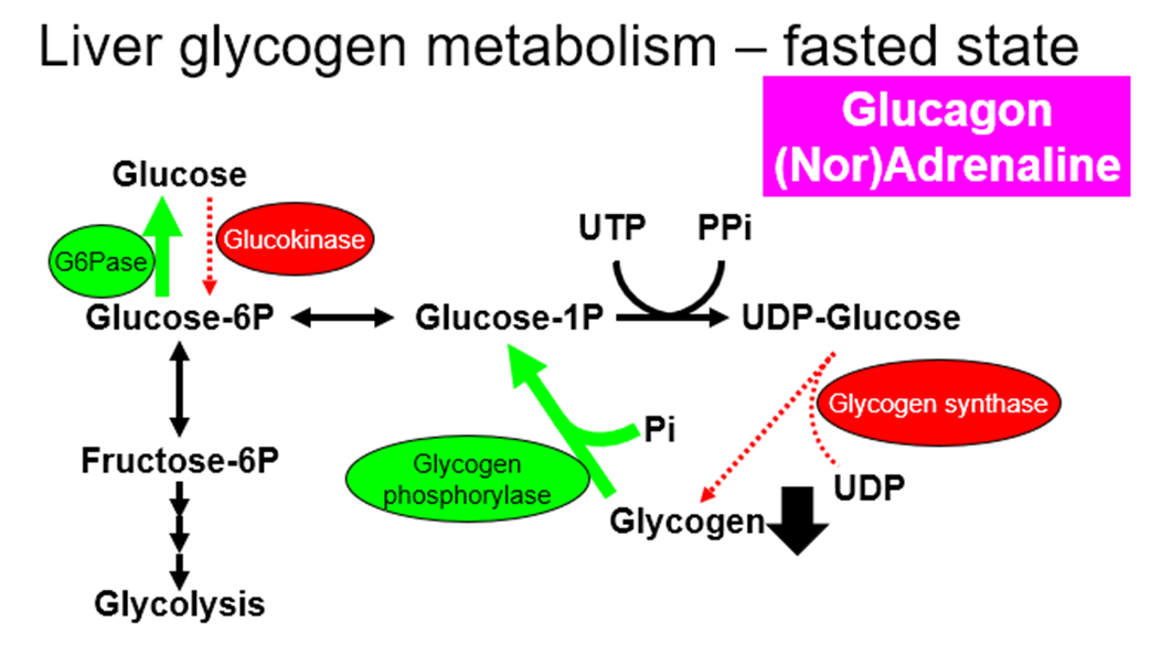 Glucagon released by alpha-cells
