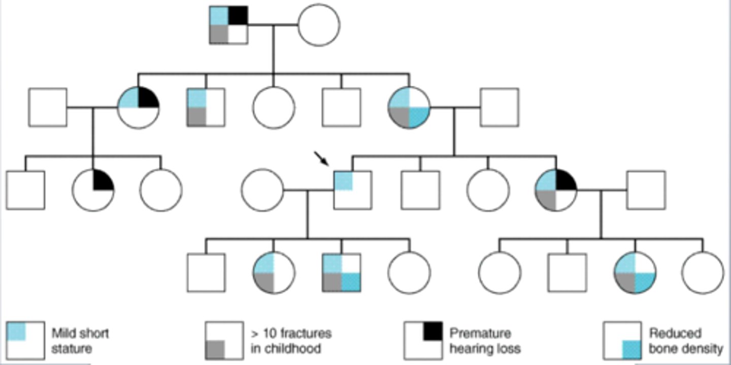<p>individuals with the same genotype have related phenotypes that vary in intensity</p>