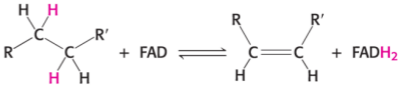 <p>Flavin adenine dinucleotide</p><p>FAD likes to oxidise the C—H single bond (—CH<sub>2</sub>—CH<sub>2</sub>—) and turn it into —CH=CH— and turn itself into FADH<sub>2</sub></p>