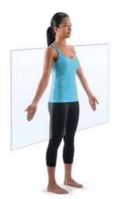 <p>Divides the body vertically into anterior and posterior parts.</p>