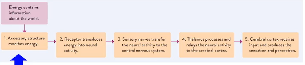 How We Sense