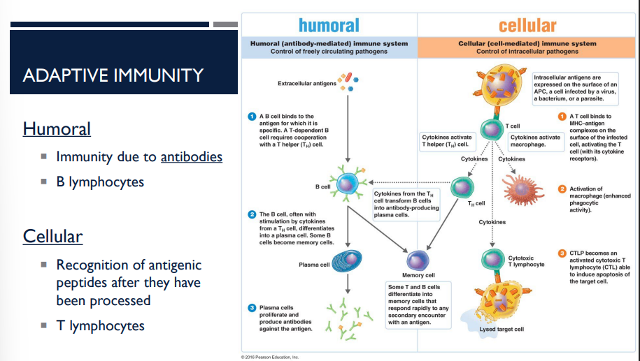 <p>What is the difference between humoral and cellular adaptive immunity?</p>