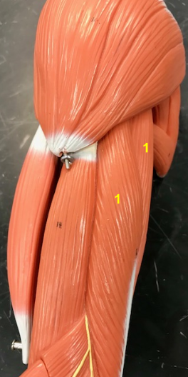 <p>What is the muscle indicated by the yellow 1?</p>