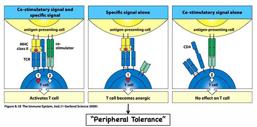 <ul><li><p>MHCII:TCR + co-stimulator = activated T cell</p></li><li><p>MHCII:TCR without co-stim = anergic</p></li><li><p>co-stim without MHCII:TCR = no effect</p></li></ul>