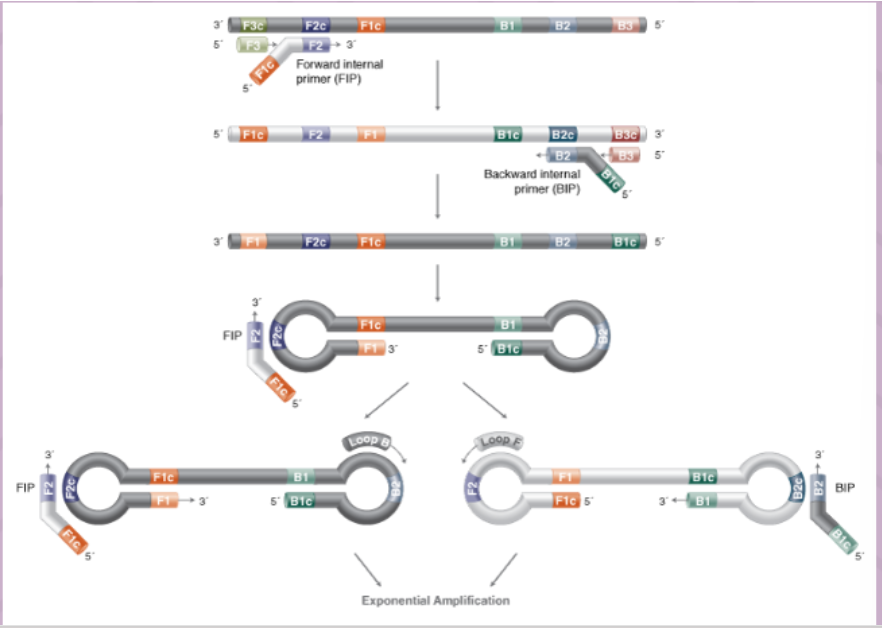 <p>uses 4-6 primers recognizing 6-8 distinct regions of target DNA</p><ul><li><p>A strand-displacing DNA polymerase initiates synthesis and 2 specifically designed primers form "loop" structures to facilitate subsequent rounds of amplification thru extension on the loops and additional annealing of primers</p></li><li><p>DNA products are very long (&gt;20 kb) and formed from numerous repeats of the short (80-250 bp) target sequences</p></li><li><p>can produce copies without need for denaturing the DNA</p></li></ul><p></p>