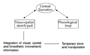 <p><strong>What is the Visuospatial Sketchpad?</strong> </p><ul><li><p class="">A <strong>temporary store</strong> used for:</p><ul><li><p class=""><strong>Visual</strong> information (shapes, colors)</p></li><li><p class=""><strong>Spatial</strong> information (locations, directions)</p></li><li><p class=""><strong>Kinesthetic</strong> (movement-based) input</p></li></ul></li><li><p class="">Controlled and coordinated by the <strong>Central Executive</strong>.</p></li></ul><p> </p><p> <span data-name="repeat" data-type="emoji">🔁</span> <strong>Functions</strong> </p><ul><li><p class=""><strong>Storage and manipulation</strong> of visual/spatial data</p></li><li><p class="">Enables <strong>mental imagery</strong>, <strong>navigation</strong>, and <strong>tracking movement</strong></p></li><li><p class="">Supports <strong>problem-solving</strong> in tasks like mental rotation or spatial planning</p></li></ul><p> </p><p><span data-name="test_tube" data-type="emoji">🧪</span> Key Evidence (Baddeley et al., 1973) </p><figure data-type="blockquoteFigure"><div><blockquote><p class=""><strong>Spatial tracking</strong> (following a moving dot) disrupts <strong>visual memory</strong> but <strong>not verbal memory</strong> → shows a <strong>distinct system</strong> from the phonological loop.</p></blockquote><figcaption></figcaption></div></figure><p></p>