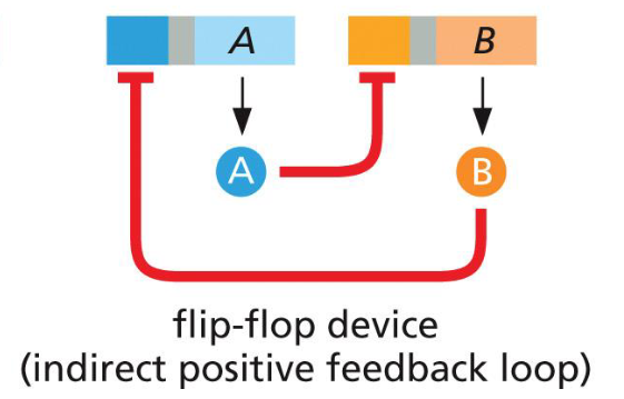 <p>e.g. Cro/repressor switch</p>