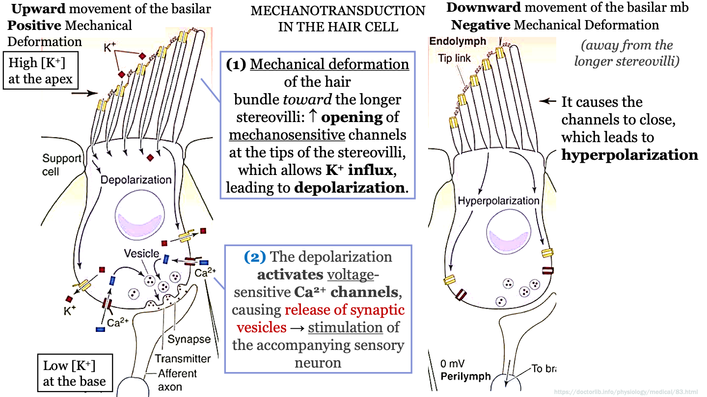 downward movement of the basilar mb causes negative mechanical deformation (shorter hairs move away from longer stereovili)
-this causes the calcium channels to close which leads to hyperpolarization 
-now no NT's are being released and no signals are being sent to brain