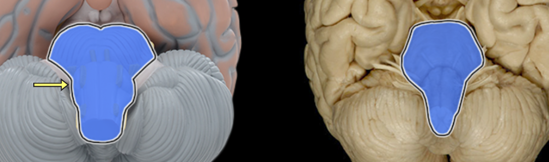 <p>Location:</p><ul><li><p>Caudal portion of brain</p></li></ul><p>Description:</p><ul><li><p>Vertical, stalk-like portion of brain</p></li><li><p>Includes midbrain, pons, and medulla oblongata</p></li></ul><p></p>