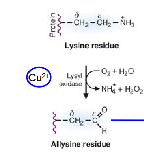 <ul><li><p>formation of oxidized lysine and hydroxylysine </p></li><li><p>Oxidation of lysine and hydroxylysine catalyzed by lysyl oxidase.</p><ul><li><p>Cu2+ as cofactor</p></li></ul></li><li><p>Takes place in ECM</p></li><li><p>The allysine (or hydroxyallysine) residue will react with<br>lysine/hydroxylysine/allysine/hydroxyallysine residues to<br><strong>create covalent crosslinks between collagen chains</strong></p></li></ul><p></p>