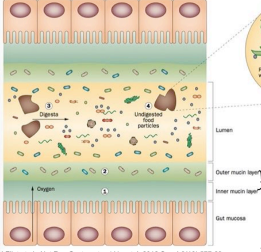 <p>microbes like to live around undigested particles in the lumen, little to none in the inner mucin later in the healthy state</p>