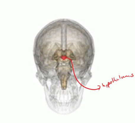 * Tiny but powerful – is the brain’s *master regulatory structure à* Connects the nervous system to the endocrine system


* The “Four F’s”
* responsible for motivation and homeostasis
