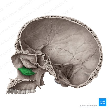 <p>bone on the side of the nasal canal</p>