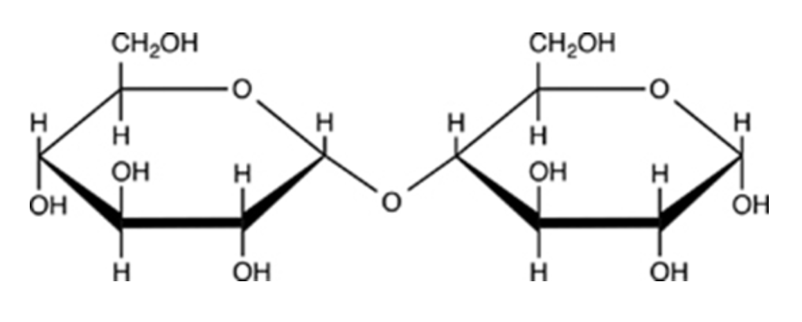 <p>What type of glycosidic linkage is shown on the structure?</p><ul><li><p>β-1→6</p></li><li><p>β-1→4</p></li><li><p>⍺-1→6</p></li><li><p>⍺-1→4</p></li></ul><img src="https://knowt-user-attachments.s3.amazonaws.com/1cae82c8-6b71-47b2-86b8-8dd2ad98492c.png" data-width="100%" data-align="center"><p></p>