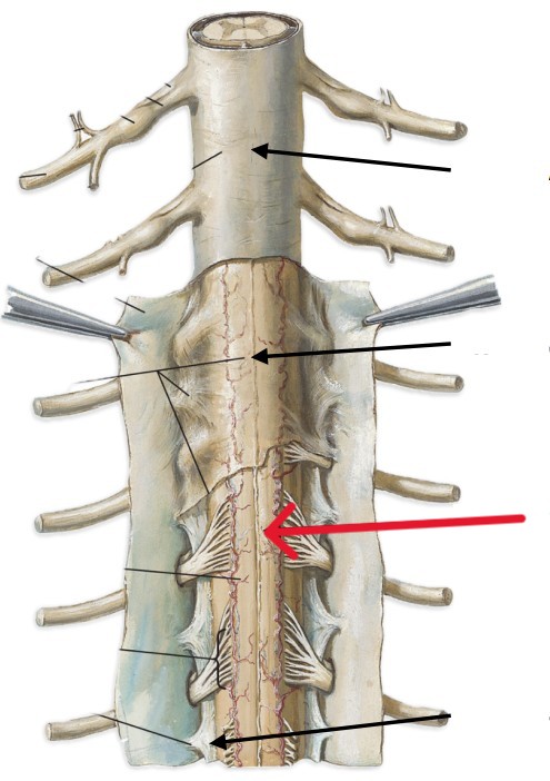 <p>Which layer of the spinal cord is:</p><ul><li><p>Innermost layer of spinal cord</p></li><li><p>A mesh of collagen and fibers</p></li></ul><p></p>