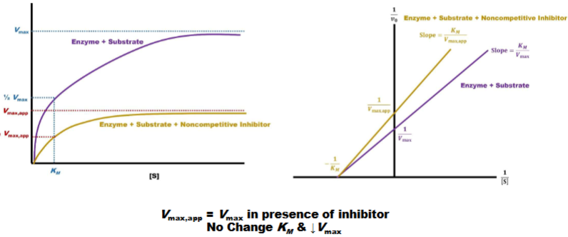 <p>1) michales menton left: km not shift so vmx effected, km not (vmax apparent)</p><p>2)line weaver burke (right); y-int. is farther from orgin (lower value) x-int. unchanged (vmax lower km unchanged)</p><p>Q:can ask where inhibitor binds and which one it is</p>